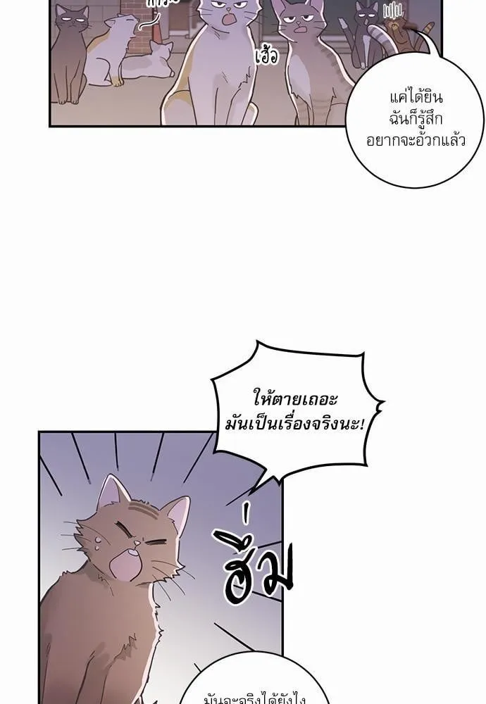 My One and Only Cat ตอนที่ 105 My One and Only Cat ตอนที่ 105