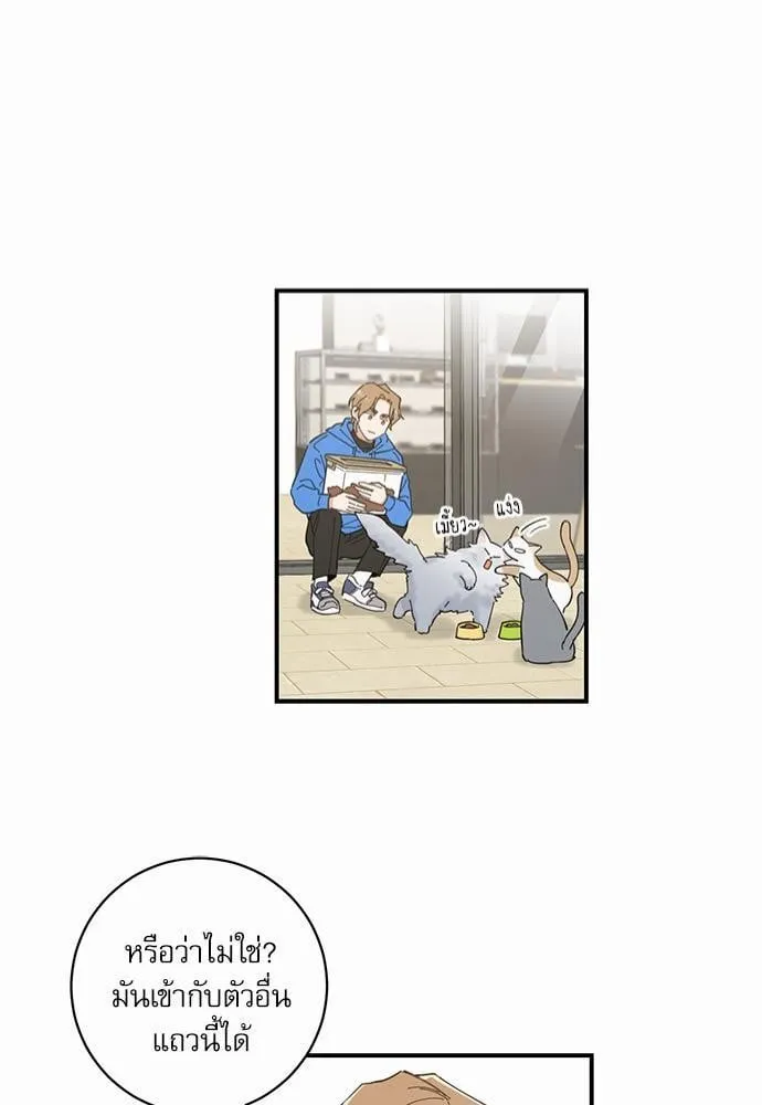 My One and Only Cat ตอนที่ 141 My One and Only Cat ตอนที่ 141