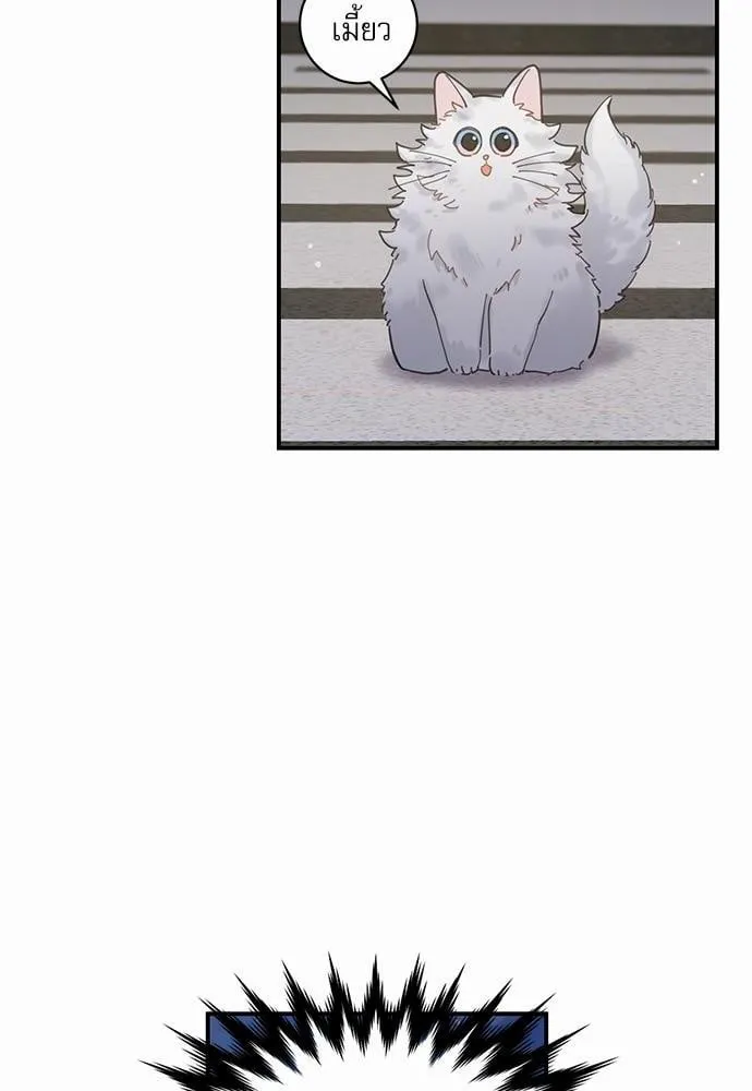 My One and Only Cat ตอนที่ 146 My One and Only Cat ตอนที่ 146