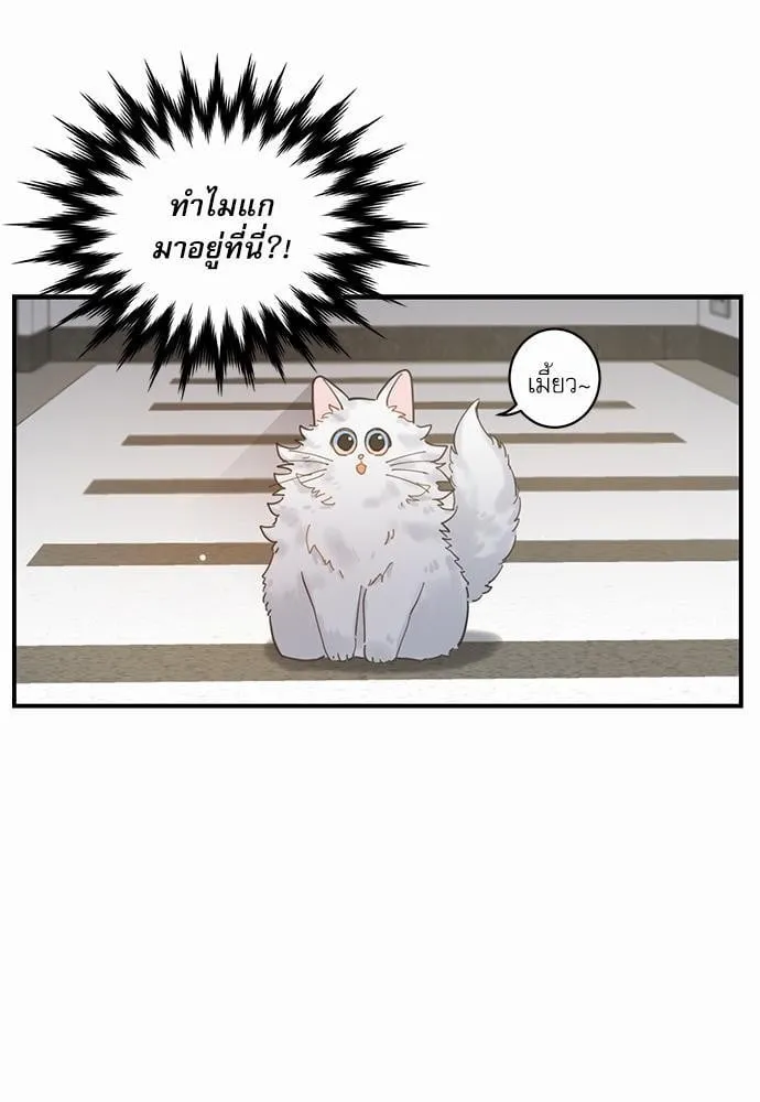 My One and Only Cat ตอนที่ 207 My One and Only Cat ตอนที่ 207