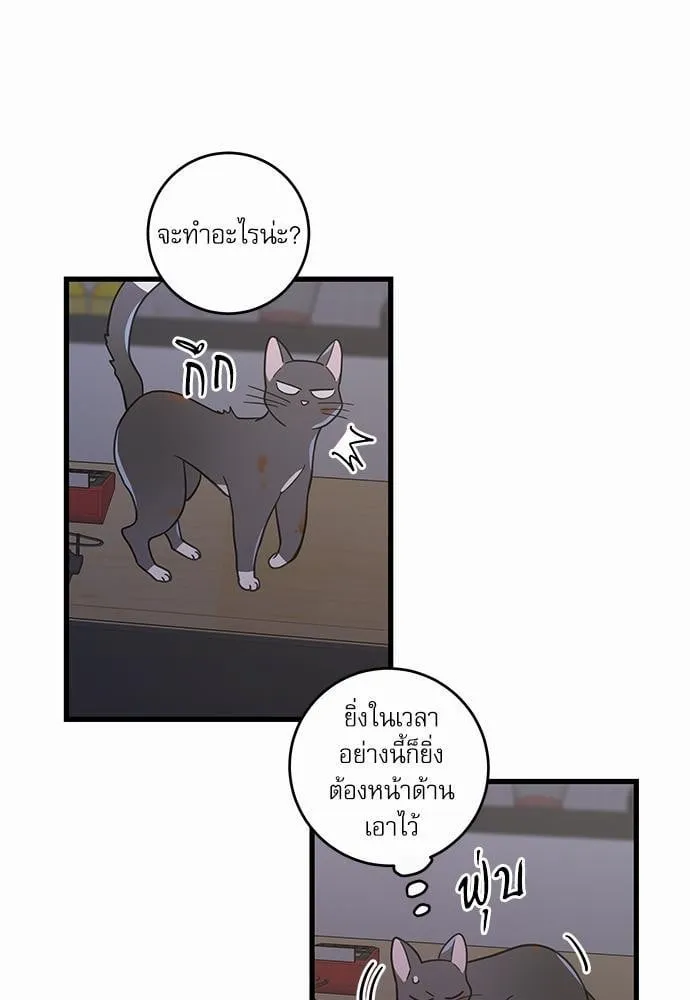 My One and Only Cat ตอนที่ 2263