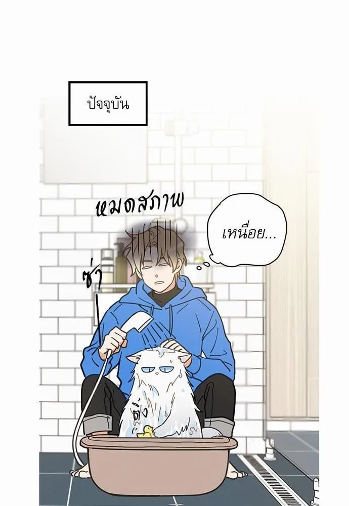 My One and Only Cat ตอนที่ 230 My One and Only Cat ตอนที่ 230