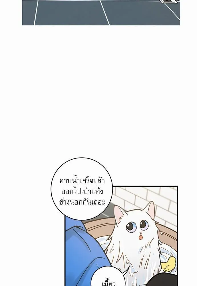 My One and Only Cat ตอนที่ 231 My One and Only Cat ตอนที่ 231