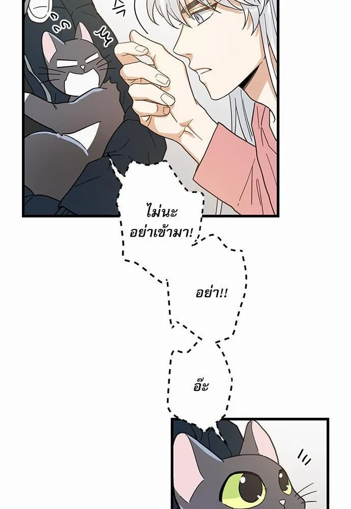 My One and Only Cat ตอนที่ 2361