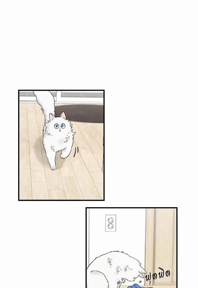My One and Only Cat ตอนที่ 240 My One and Only Cat ตอนที่ 240