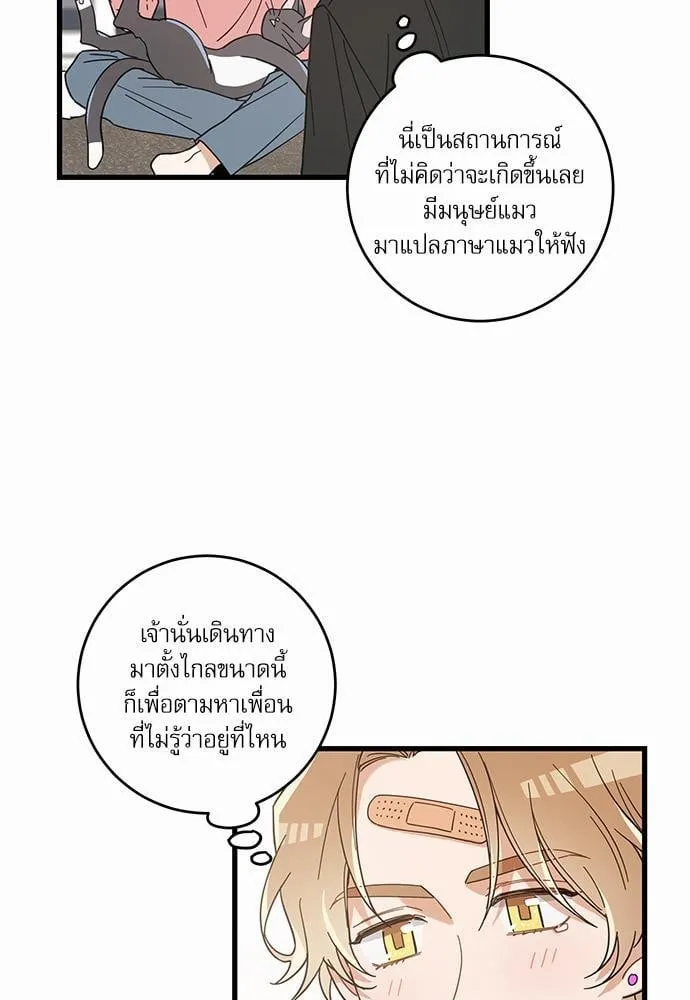 My One and Only Cat ตอนที่ 2409 My One and Only Cat ตอนที่ 2409
