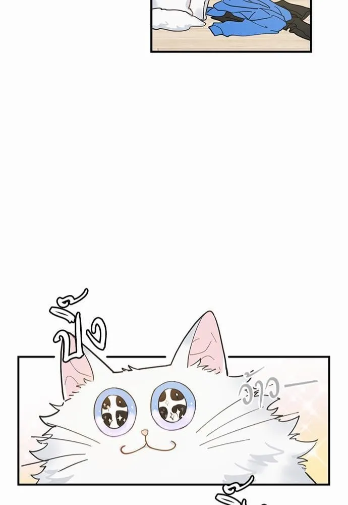 My One and Only Cat ตอนที่ 241 My One and Only Cat ตอนที่ 241