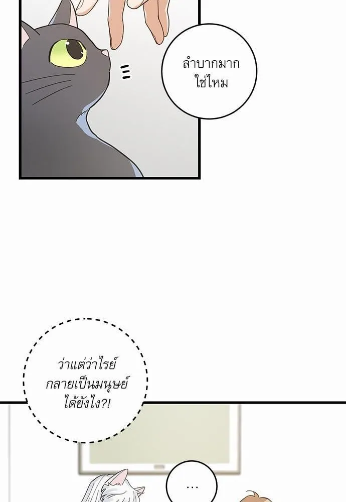 My One and Only Cat ตอนที่ 2411 My One and Only Cat ตอนที่ 2411