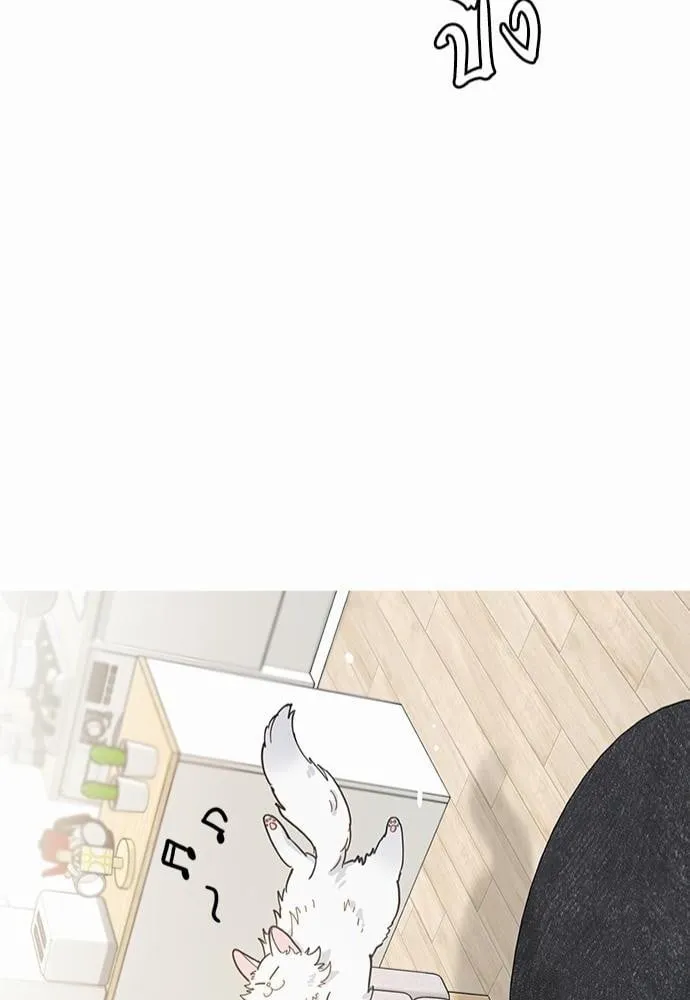 My One and Only Cat ตอนที่ 242 My One and Only Cat ตอนที่ 242