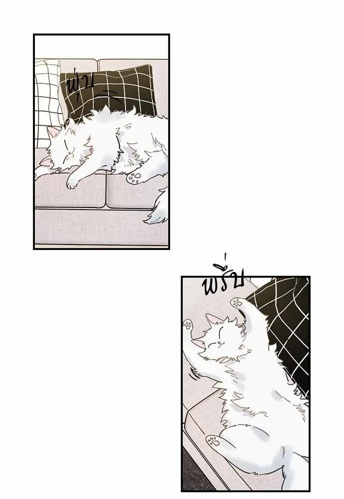 My One and Only Cat ตอนที่ 244 My One and Only Cat ตอนที่ 244