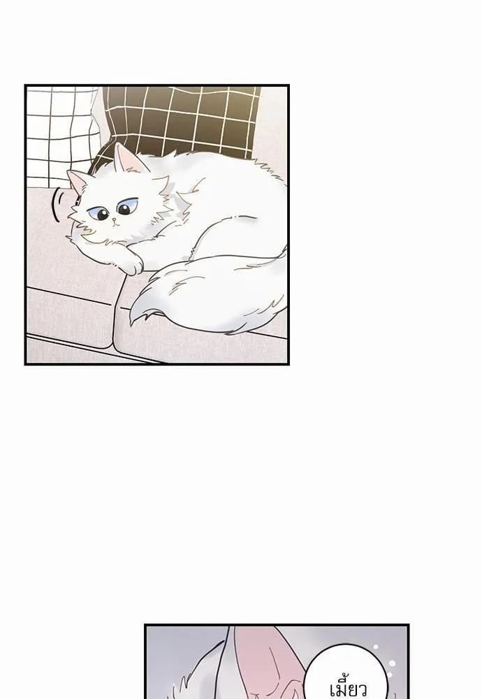 My One and Only Cat ตอนที่ 249 My One and Only Cat ตอนที่ 249