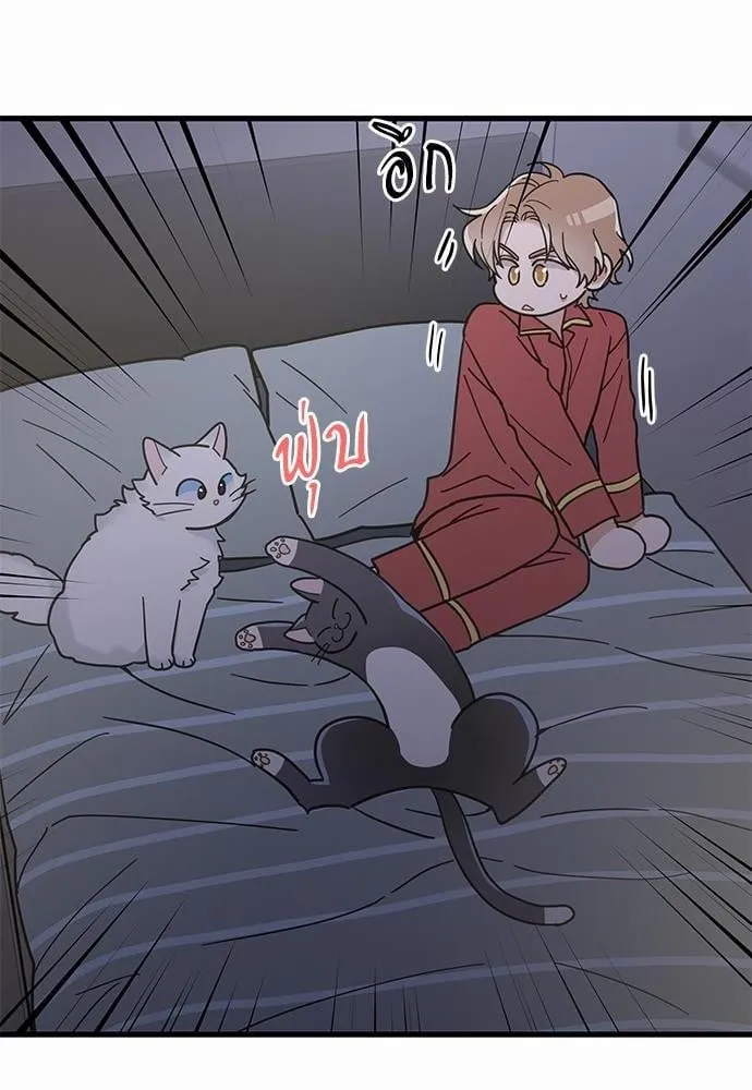 My One and Only Cat ตอนที่ 2524