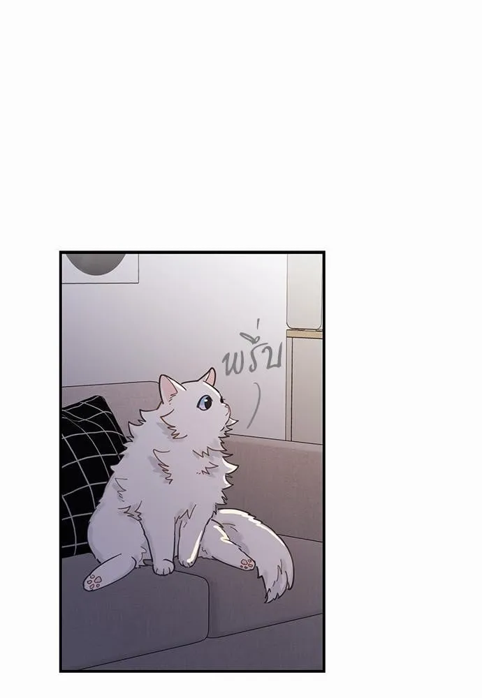 My One and Only Cat ตอนที่ 253 My One and Only Cat ตอนที่ 253