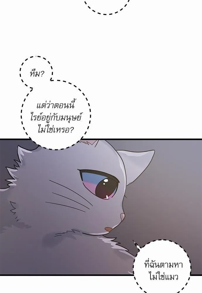 My One and Only Cat ตอนที่ 2537