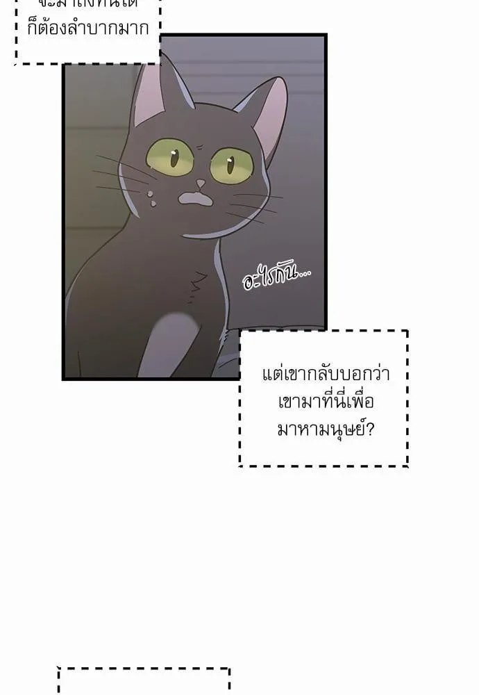 My One and Only Cat ตอนที่ 2541