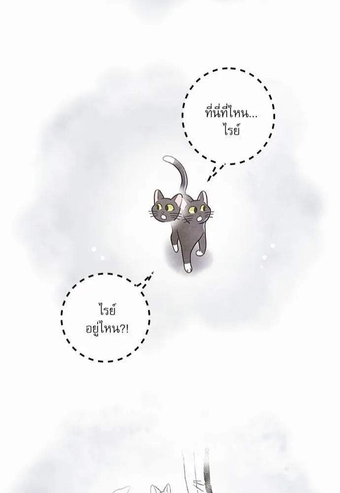 My One and Only Cat ตอนที่ 2548