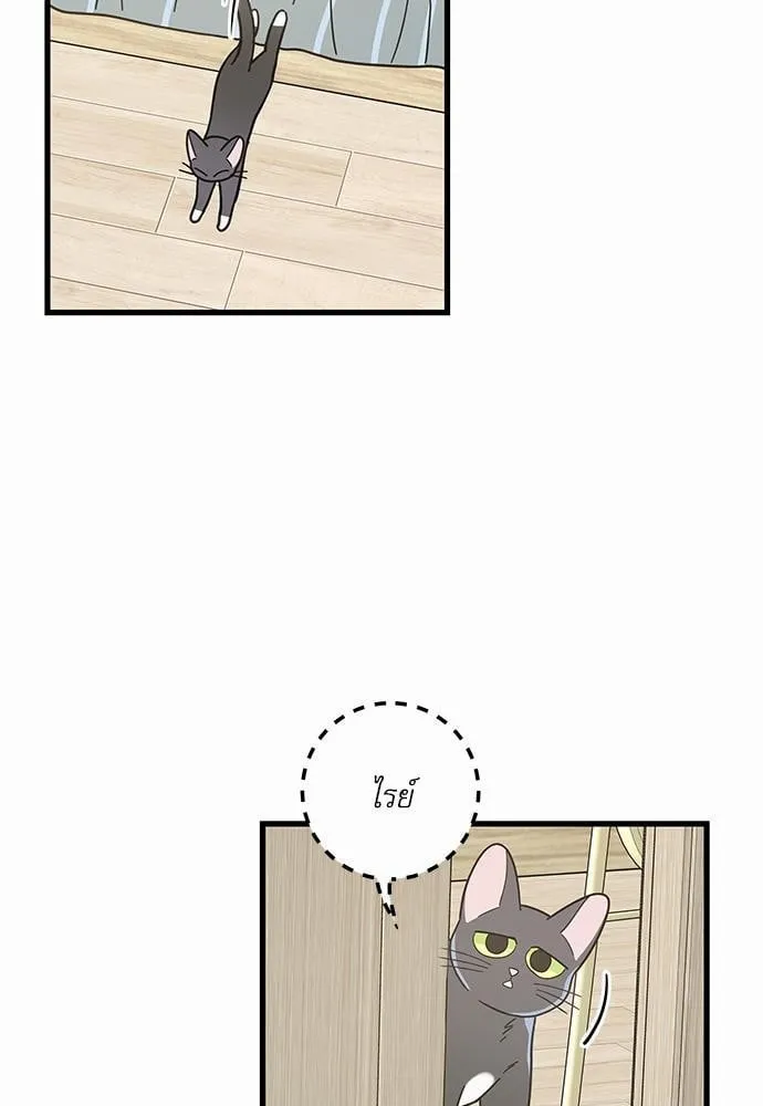 My One and Only Cat ตอนที่ 2557