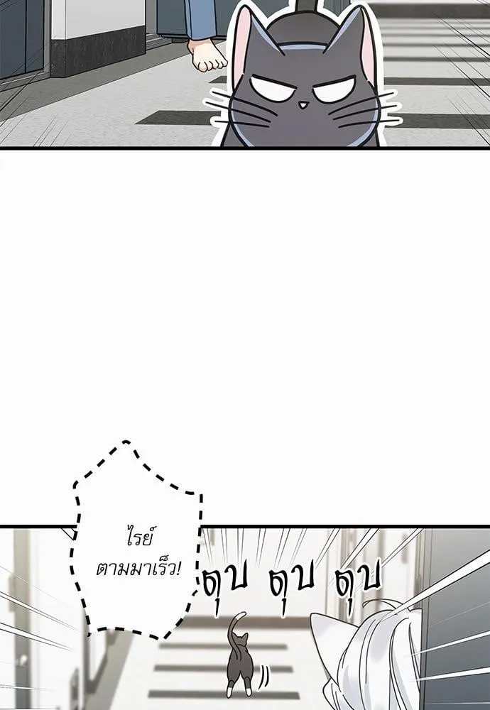My One and Only Cat ตอนที่ 2731