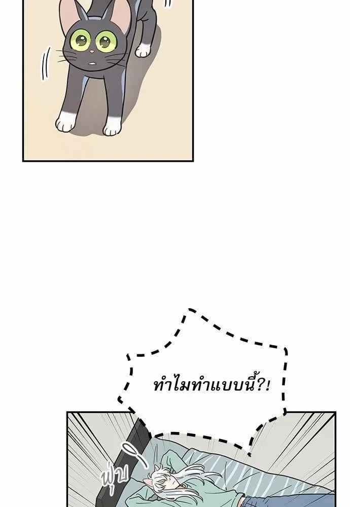My One and Only Cat ตอนที่ 2860 My One and Only Cat ตอนที่ 2860