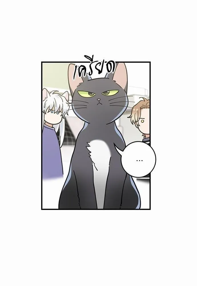 My One and Only Cat ตอนที่ 3406 My One and Only Cat ตอนที่ 3406