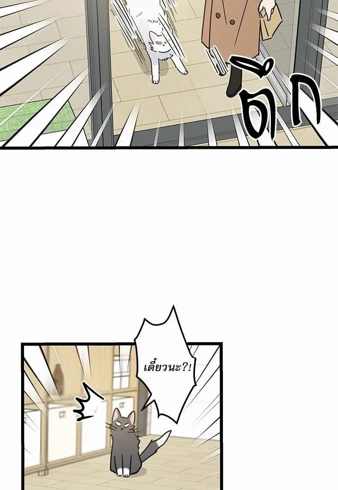 My One and Only Cat ตอนที่ 3916