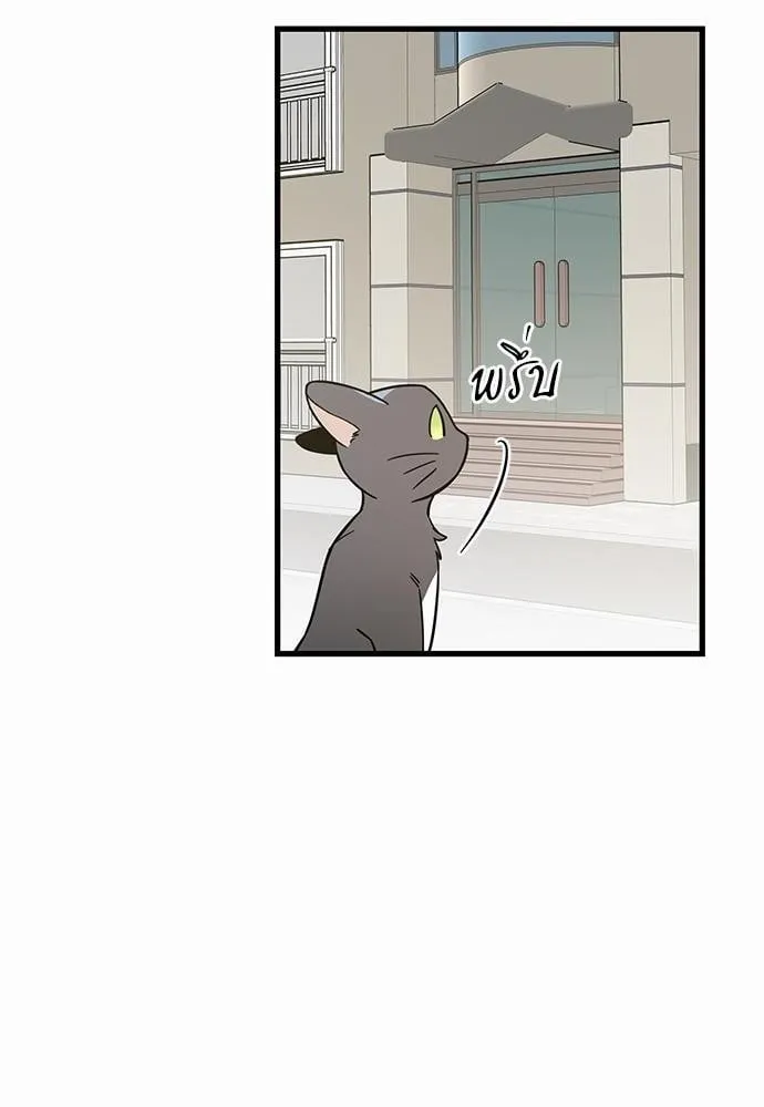 My One and Only Cat ตอนที่ 4206