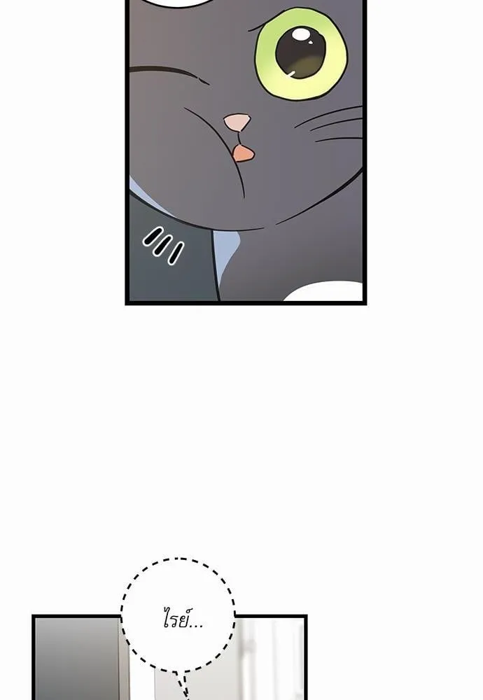 My One and Only Cat ตอนที่ 4214