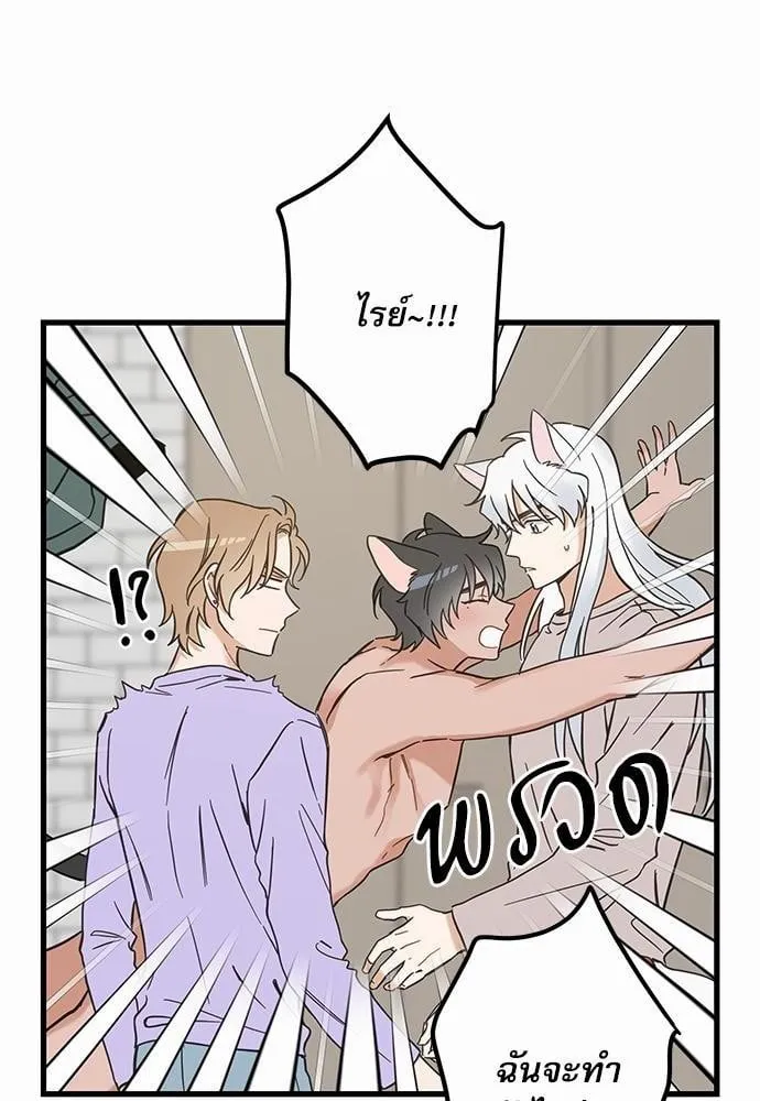 My One and Only Cat ตอนที่ 4954 My One and Only Cat ตอนที่ 4954