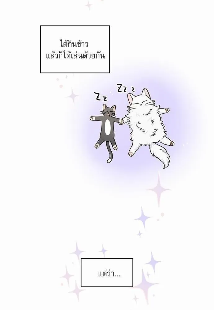 My One and Only Cat ตอนที่ 5024 My One and Only Cat ตอนที่ 5024