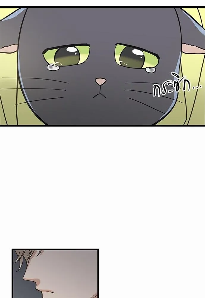 My One and Only Cat ตอนที่ 5046 My One and Only Cat ตอนที่ 5046