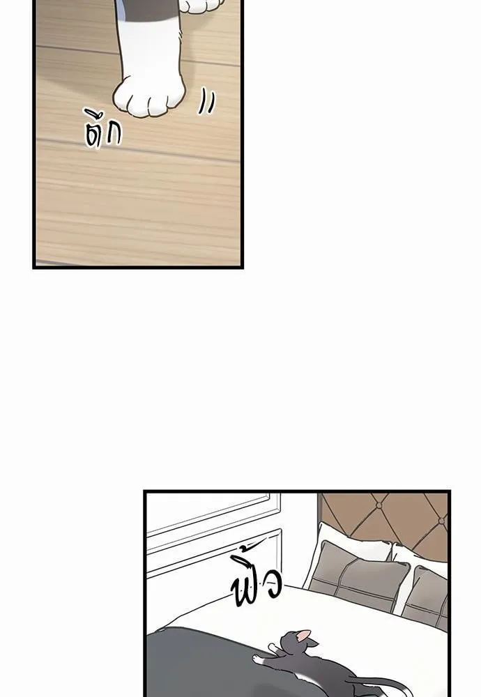 My One and Only Cat ตอนที่ 5055 My One and Only Cat ตอนที่ 5055