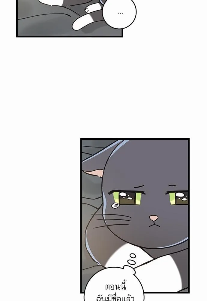 My One and Only Cat ตอนที่ 5057 My One and Only Cat ตอนที่ 5057
