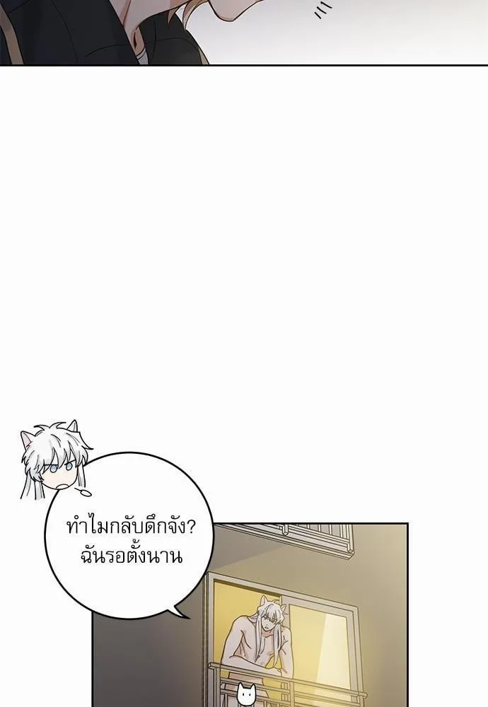 My One and Only Cat ตอนที่ 518 My One and Only Cat ตอนที่ 518