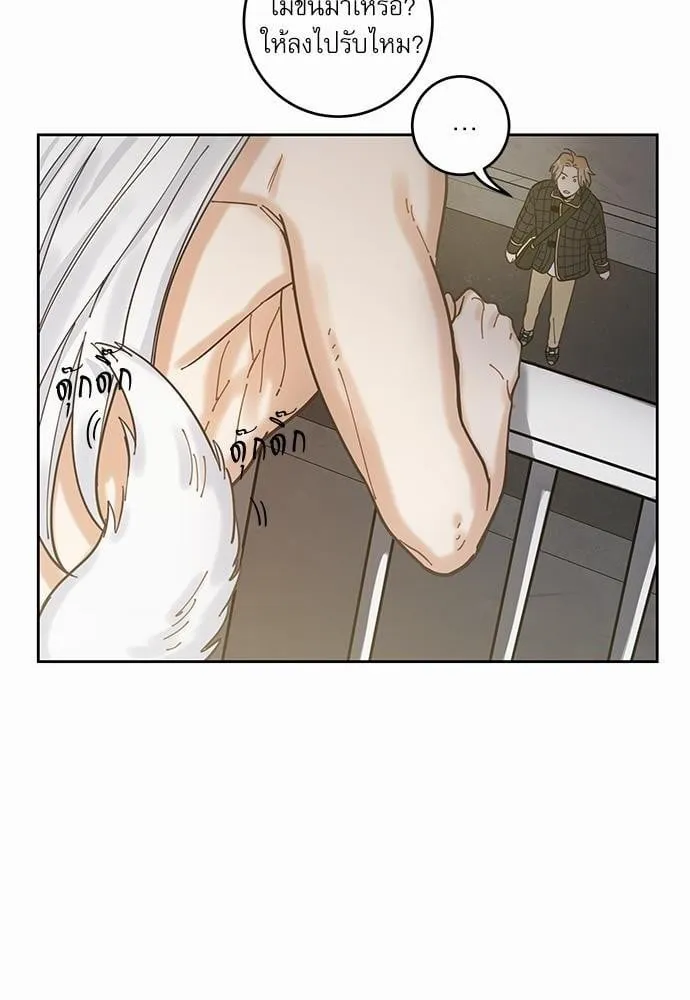 My One and Only Cat ตอนที่ 520 My One and Only Cat ตอนที่ 520