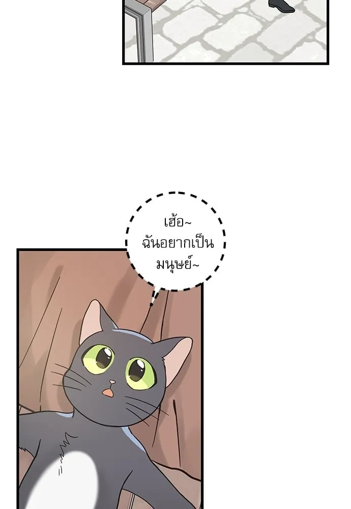 My One and Only Cat ตอนที่ 5246 My One and Only Cat ตอนที่ 5246
