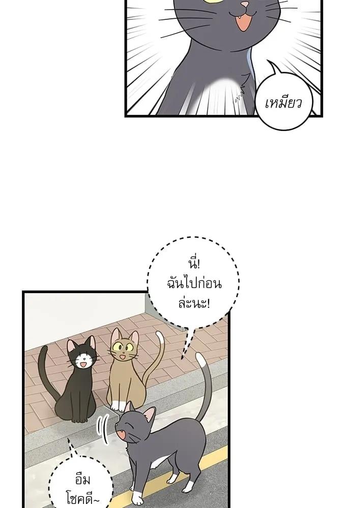 My One and Only Cat ตอนที่ 5421 My One and Only Cat ตอนที่ 5421