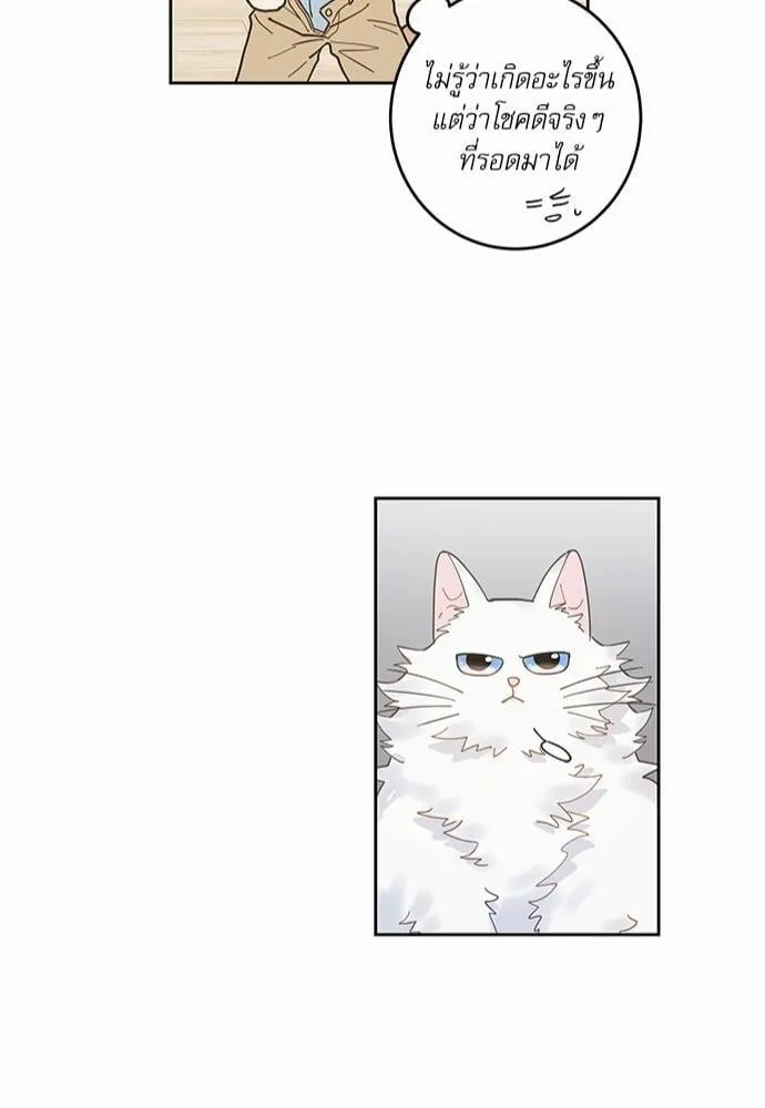 My One and Only Cat ตอนที่ 582 My One and Only Cat ตอนที่ 582