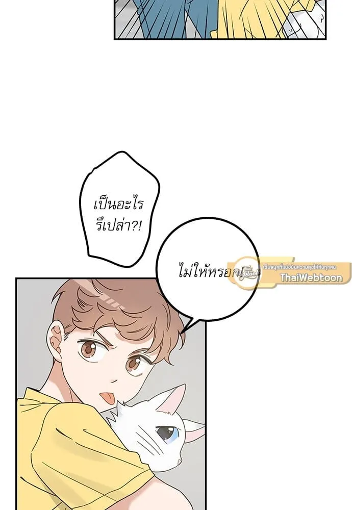 My One and Only Cat ตอนที่ 6247 My One and Only Cat ตอนที่ 6247