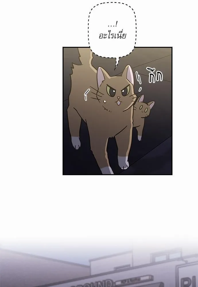My One and Only Cat ตอนที่ 933