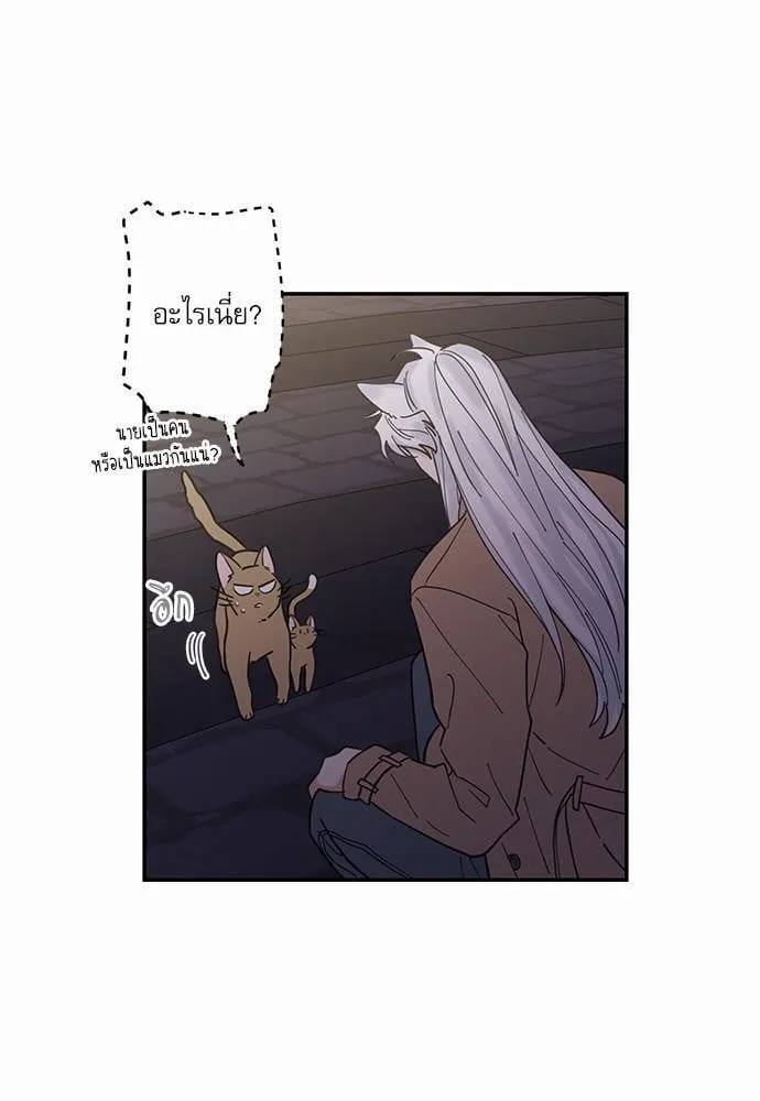 My One and Only Cat ตอนที่ 935