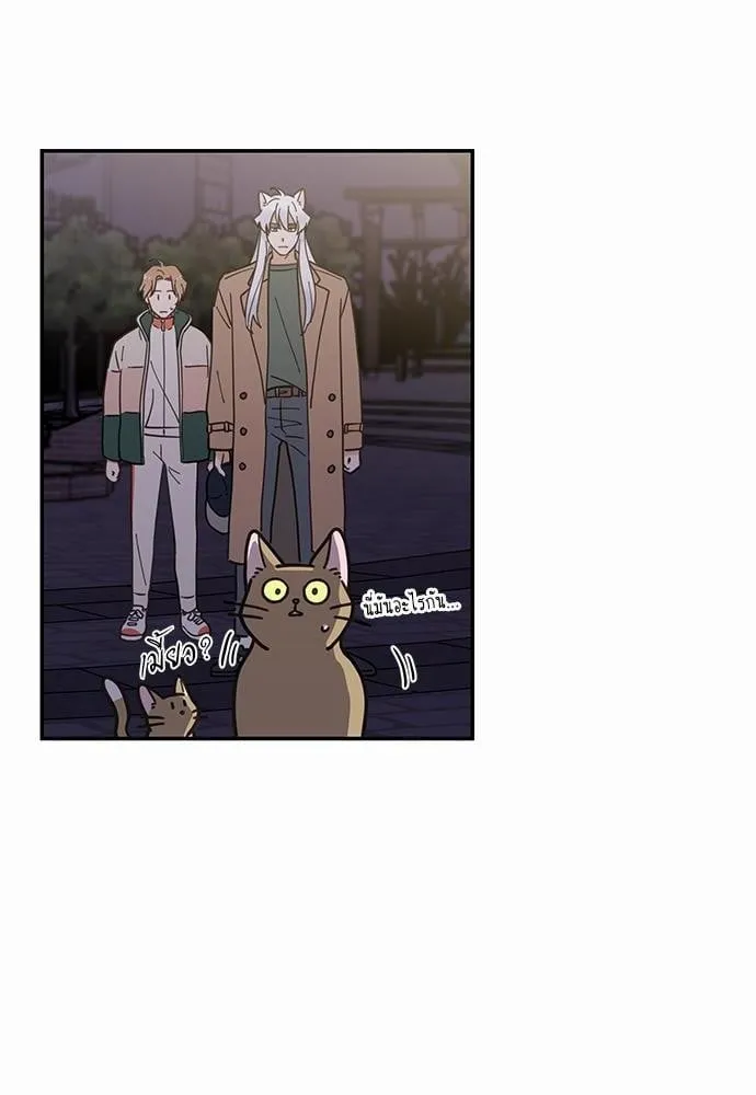 My One and Only Cat ตอนที่ 942